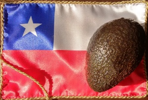 Chile Avocado, Chile, Avocado, Farm